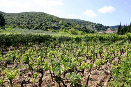 Island of Brač