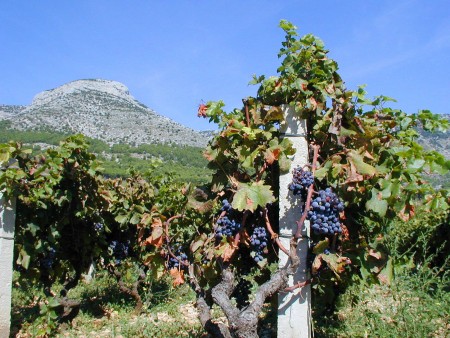 Island of Brač