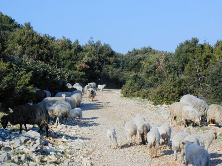 Island of Brač