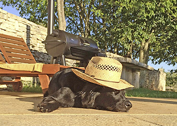 Holidays with Dogs